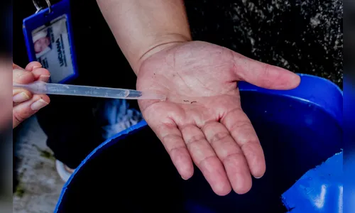 Com 12 casos e 497 notificações, Apucarana alerta contra dengue