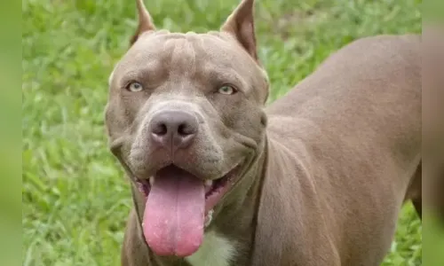 Pitbulls atacam: tutora pode enfrentar pena de prisão