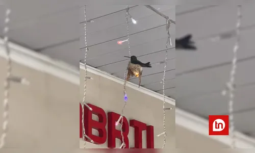 Morador inesperado se instala em enfeite de Natal e encanta clientes