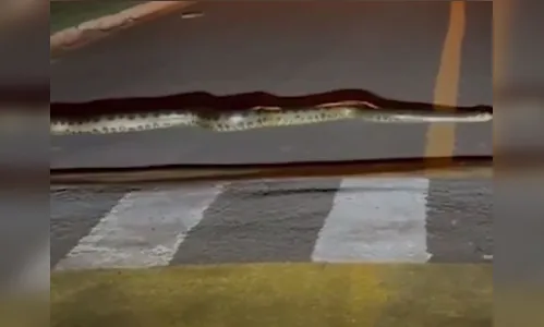 Homem flagra cobra sucuri atravessando a rua; veja o vídeo