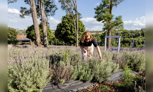 Serra de Apucarana ganha empreendimento turístico com foco na lavanda