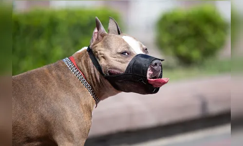 Multas de até R$ 5 mil: lei endurece criação e circulação de pitbulls