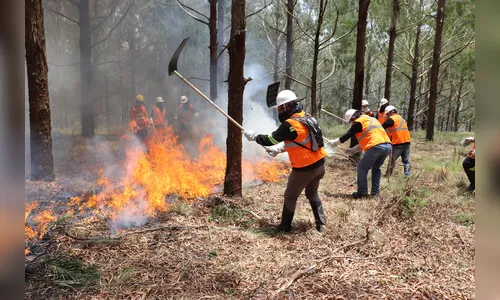 Voluntários podem se inscrever para curso de brigadista florestal