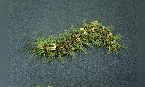 Lagarta encontrada no Brasil tem veneno capaz de matar uma pessoa