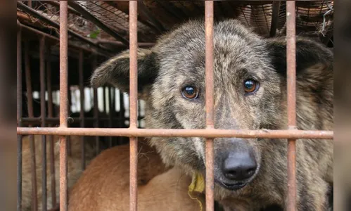 Saiba quais países ainda consomem carne de cachorro e por quê