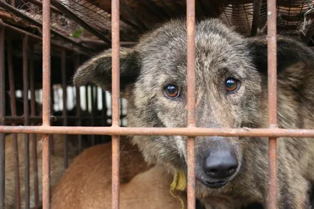 Na Ásia, por exemplo, cerca de 30 milhões de cães são mortos todos os anos