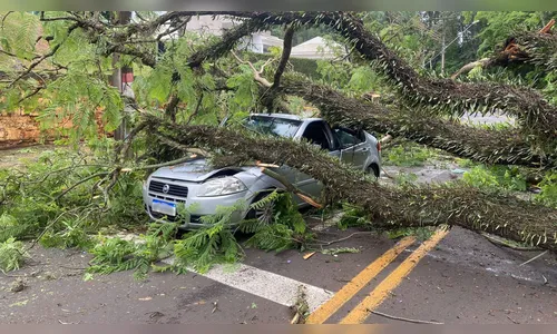 Árvore de grande porte cai sobre veículo em Apucarana