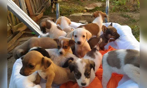 Nota Paraná entrega prêmios de R$ 5.000 para entidades sociais