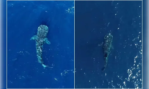 Maior peixe do mundo, tubarão-baleia é flagrado no litoral do ES