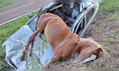 Astra fica destruído ao atropelar égua na PR-539; animal morreu