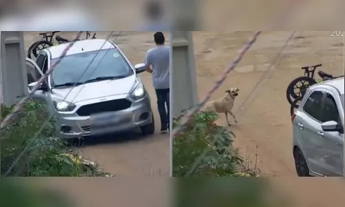 Mau exemplo! Câmera flagra motorista abandonando filhotes de cães