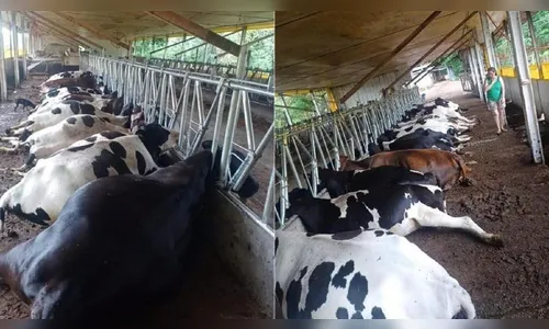 Raio mata 15 vacas leiteiras em propriedade rural de Santa Catarina