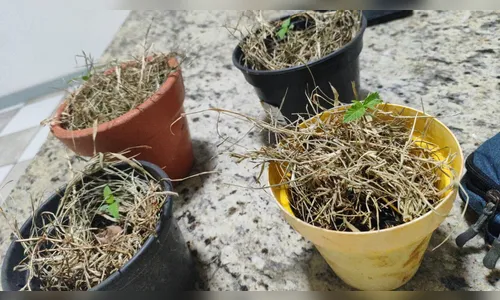 PM apreende pés de maconha após morador denunciar dupla de traficantes