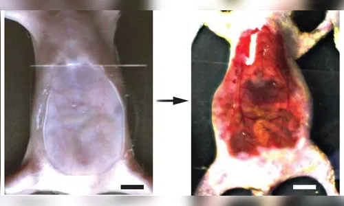 'Invisibilidade': cientistas criam camundongo transparente