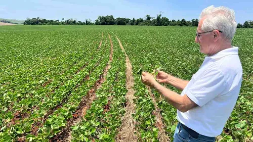 Plantio de soja na região de Ivaiporã atinge 80% da área programada