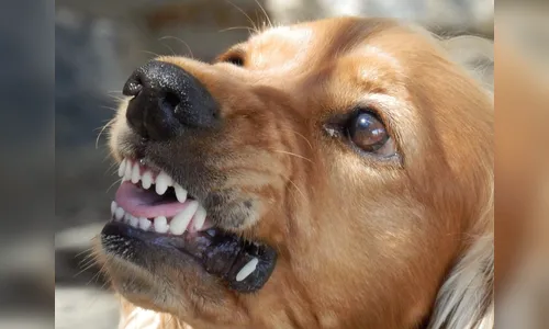 Cachorro é capturado após atacar criança em ginásio de Cambira
