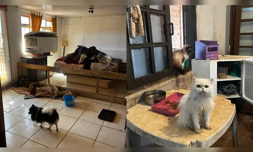 Polícia Civil fecha canil clandestino com 57 animais em Arapongas