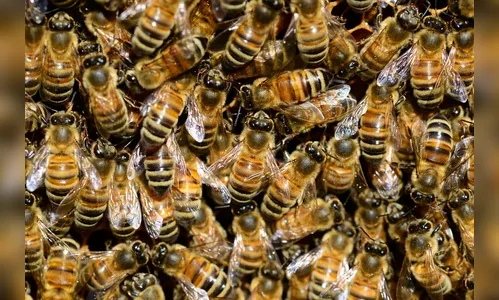 Homem é socorrido pelo Samu após ataque de abelhas em Apucarana