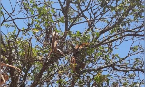 Tamanduá-mirim é devolvido à natureza em Campo Mourão