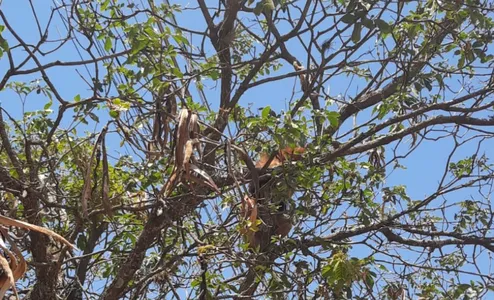 o tamanduá-mirim é um animal característico da região. Se alimenta, principalmente de formigas.