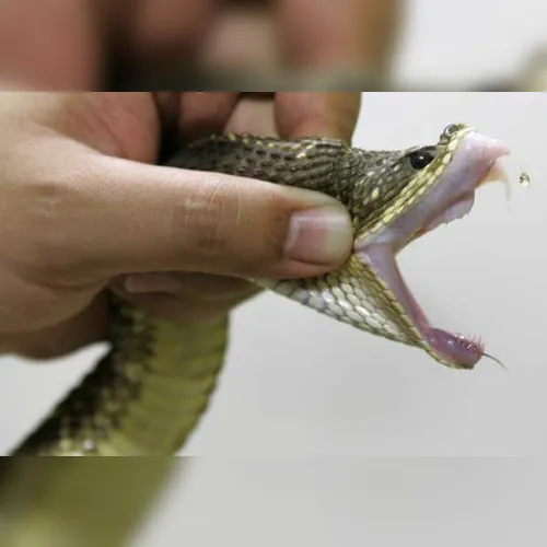 Animais peçonhentos atacaram 145 pessoas neste ano na região