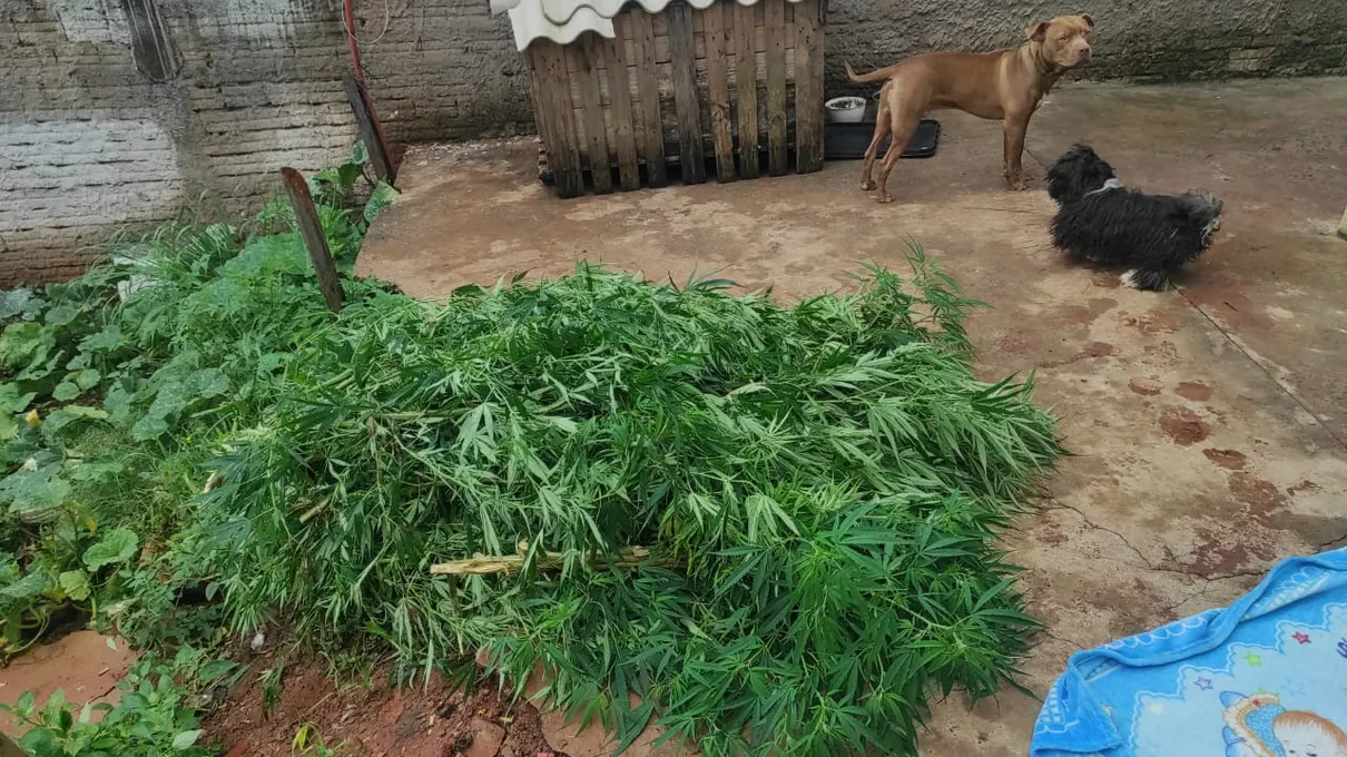 A ação ocorreu após informações sobre o cultivo da planta em uma residência. Durante as buscas, os policiais localizaram uma plantação de soja nos fundos da propriedade, onde visualizaram um pé de maconha cortado recentemente.