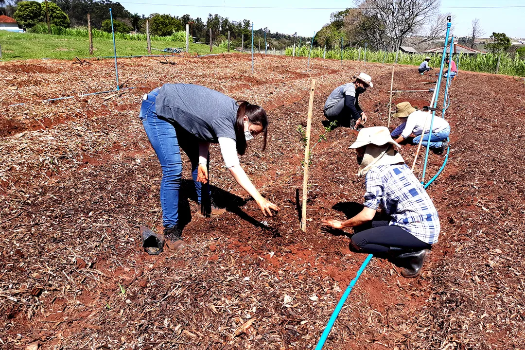 A produção orgânica e agroecológica ocupa aproximadamente seis hectares