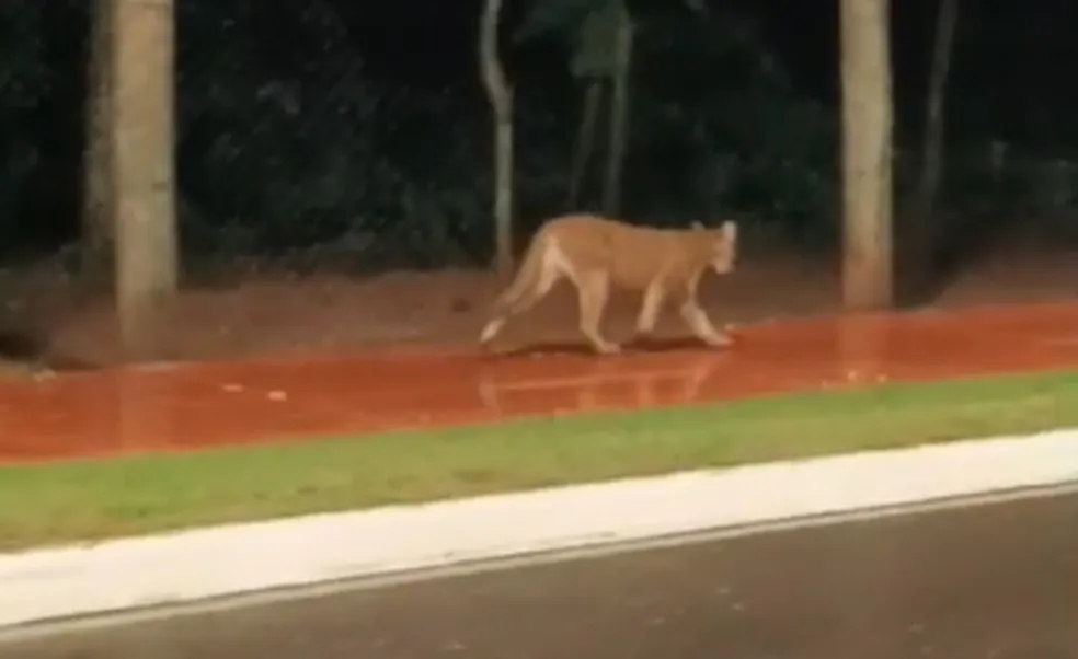 Animal foi visto nas proximidades do Parque Municipal Cinturão Verde