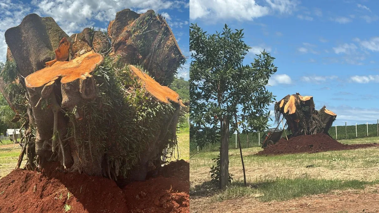 Árvore foi replantada em um ranho do Barreiro