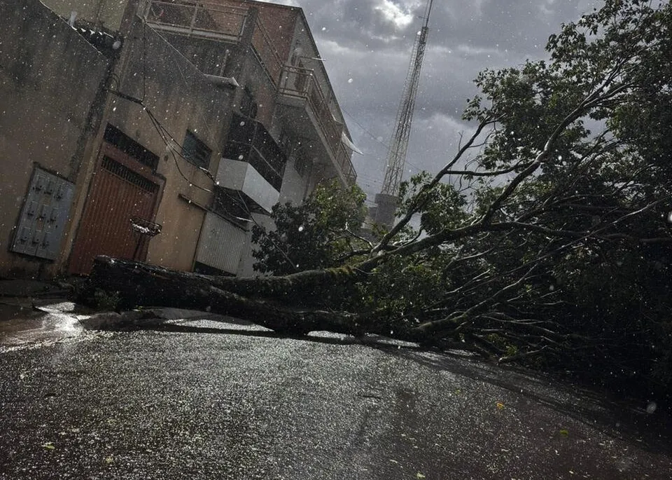 Cinco árvores caíram nesta tarde em Jandaia do Sul