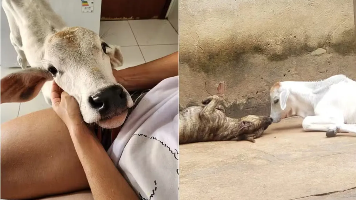 Efraim mora na casa da advogada e gosta de brincar com cachorros