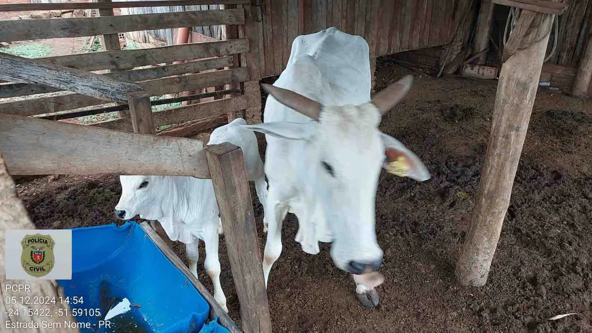 O gado foi encontrado em uma propriedade na Barra Preta