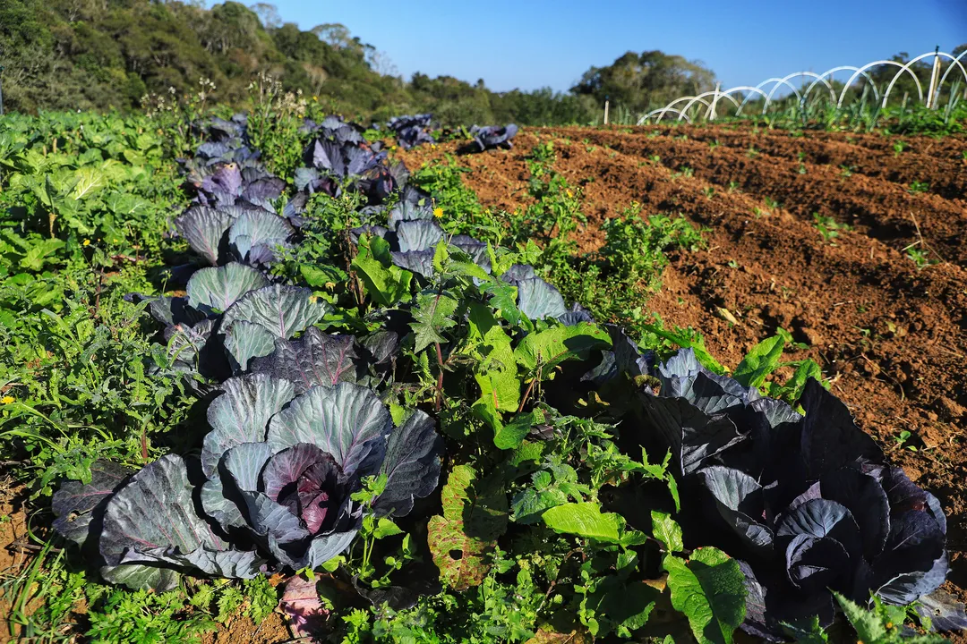 O programa alcançou 9.996 agricultores beneficiados