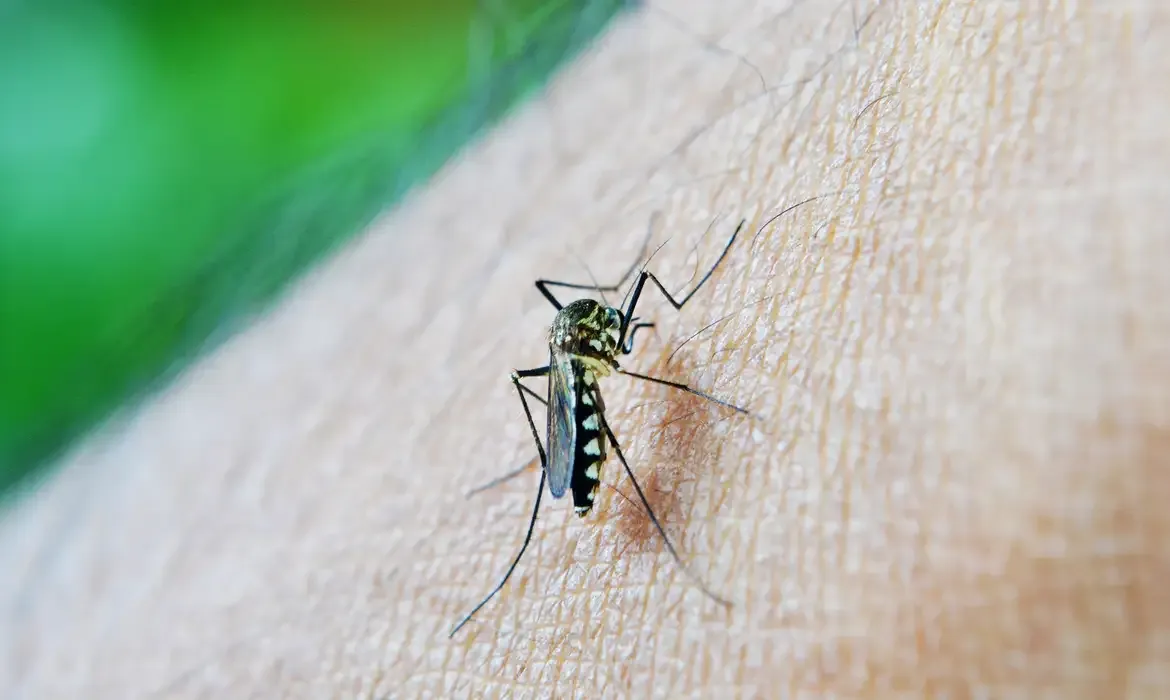 O coeficiente de incidência da dengue, até o dia 28 de dezembro, era de 3.193,5 casos para cada 100 mil habitantes.