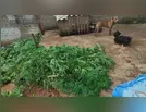 Plantação de maconha é descoberta pela PM em Cambira