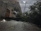 Temporal derruba árvores e provoca danos em Jandaia do Sul; veja