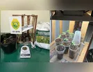 PM descobre 'laboratório' de maconha após morador ser dado como morto