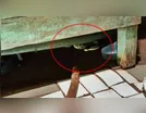 Morador de Cruzmaltina encontra cobra cascavel dentro de casa; vídeo