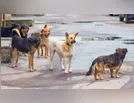 Conflito por manutenção de terreno e invasão de animais mobiliza PM