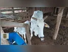 PCPR recupera gado furtado em operação em Jardim Alegre
