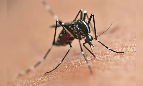 Paraná terá 218 municípios na vacinação contra dengue