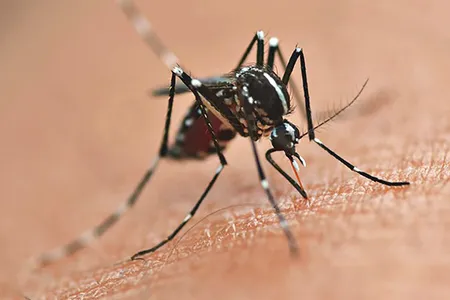 742 mortes em decorrência da dengue, foram confirmados no Paraná e 624.995 casos confirmados