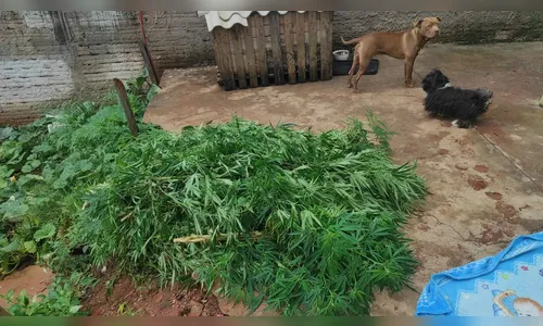 Plantação de maconha é descoberta pela PM em Cambira