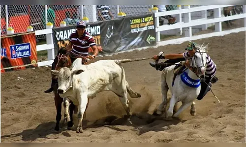 Ministério regulamenta apostas em corridas de cavalo e vaquejadas