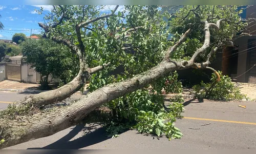 Queda de árvore interdita rua e rompe cabos de energia em Apucarana