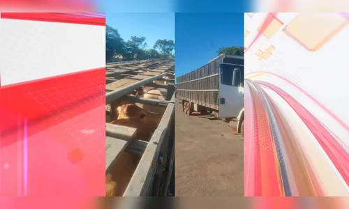Morador de Apucarana é preso com gado furtado em Rolândia
