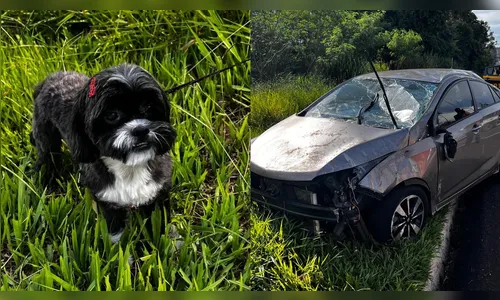 Motorista capota carro após cachorro de estimação pular no colo dela