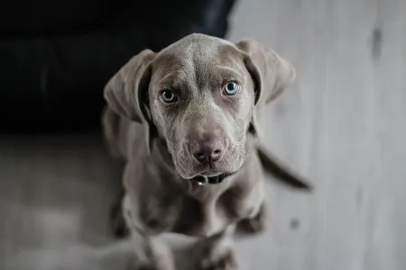 Animais possuem audição mais sensível e podem se estressar por causa do barulho