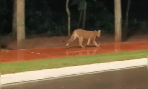 Vídeo mostra onça-parda 'passeando' próximo ao parque municipal