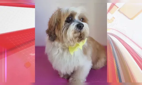 Tutora pede ajuda para encontrar cachorro desaparecido em Apucarana